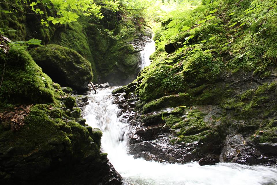 Georgian forests and wetlands to be included among UNESCO World Heritage Sites geotv.ge